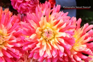 flores-convivencia-006